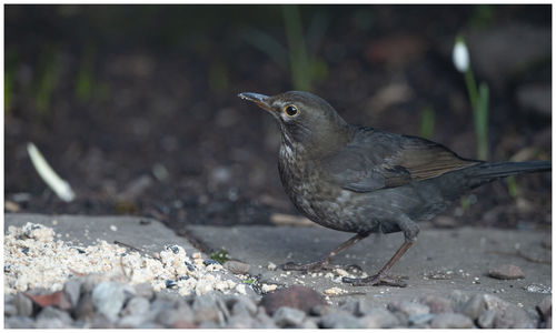 Close-up of bird perching on a land