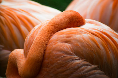 Close-up of flamingoes