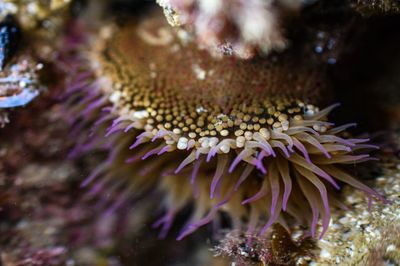 Close-up of coral in sea