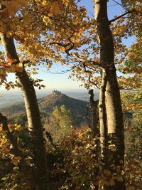 Trees on landscape against sky during autumn