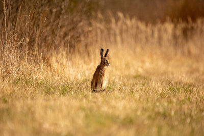 A beautiful brown hare in the spring meadow. springtime scenery with local animals.