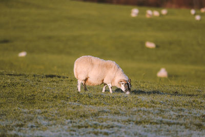 Sheep grazing in a field