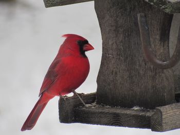 Bird perching on a tree