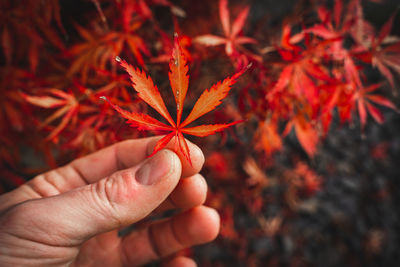 Close-up of hand holding maple leaves during autumn