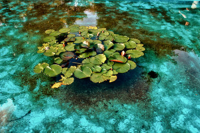 High angle view of leaves floating on water