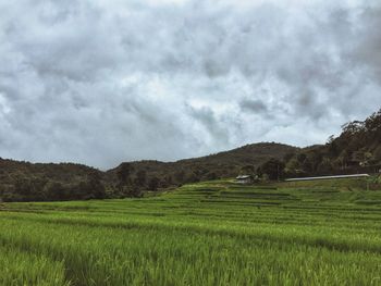 Scenic view of agricultural field against sky
