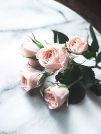 High angle view of roses on table