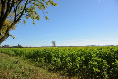 Scenic view of field against clear sky