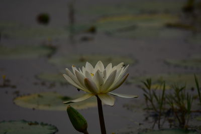 Close-up of flower against blurred background