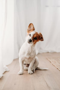 Cute jack russell dog sitting by window in new home