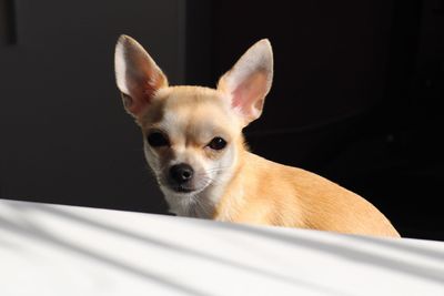 Close-up portrait of dog