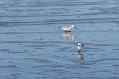 High angle view of bird in water