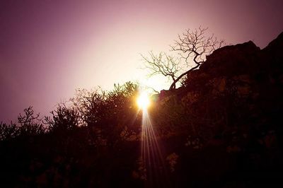 Sun shining through trees