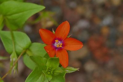 Close-up of orange flower