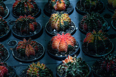 High angle view of potted plants