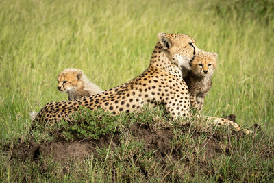Cubs sit by mother on termite mound