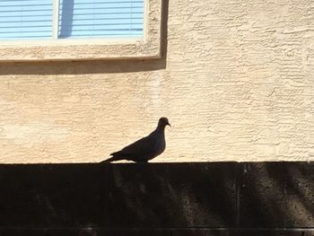 Bird perching on window