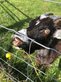 Close-up of a baby goat on field trying to reach a yummy flower snack
