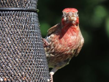 Close-up of a house finch perched on a feeder