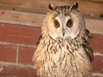 Close-up portrait of eagle owl against brick wall