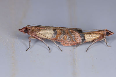 Close-up of insect against wall