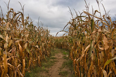 Crops growing on field against sky