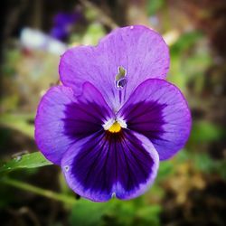 Close-up of purple flower