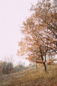 Trees against sky during autumn