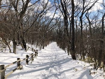 Trees on snow covered field