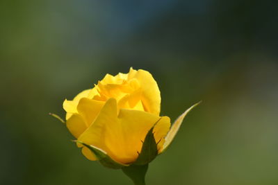 Close-up of yellow rose