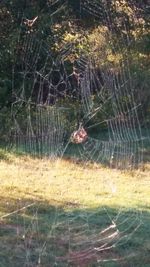 Close-up of spider web on grass