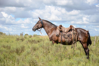 Horse grazing on field against sky