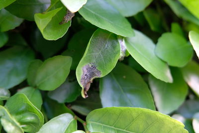 Close-up of fresh green leaves