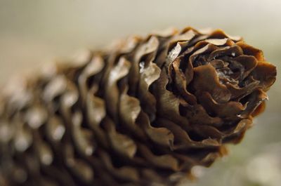 Close-up of pine cone