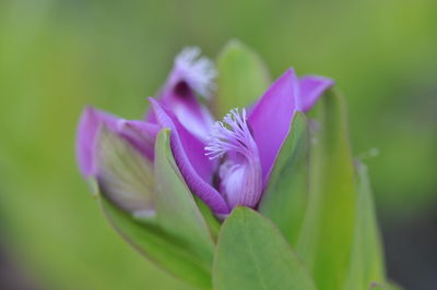 Close-up of purple flowering plant