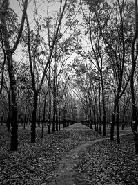 Bare trees in park