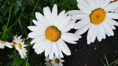 Close-up of white daisy flowers