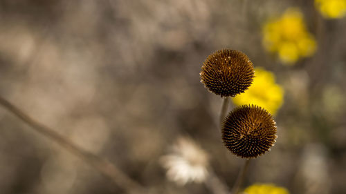 Close-up of dried thistle against blurred background