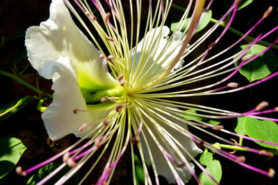 Close-up of flowers