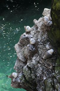 High angle view of birds in water