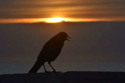 Silhouette bird perching on a orange sunset