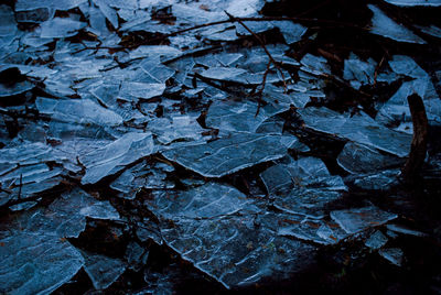 Full frame shot of leaves on field