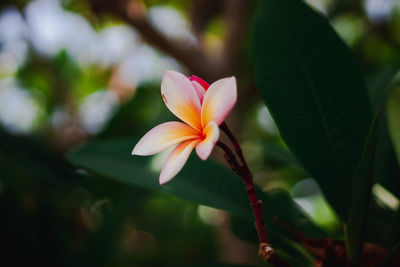 Close-up of pink flower