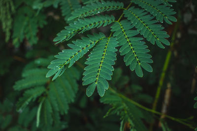 Close-up of fresh green leaves