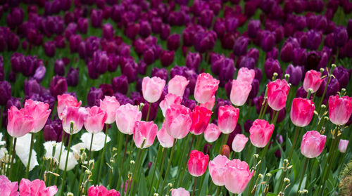 Close-up of pink flowers on field