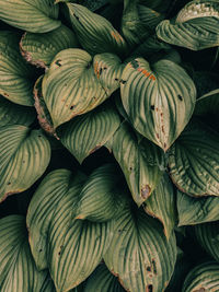 Full frame shot of plant