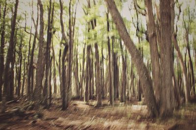 View of trees in forest