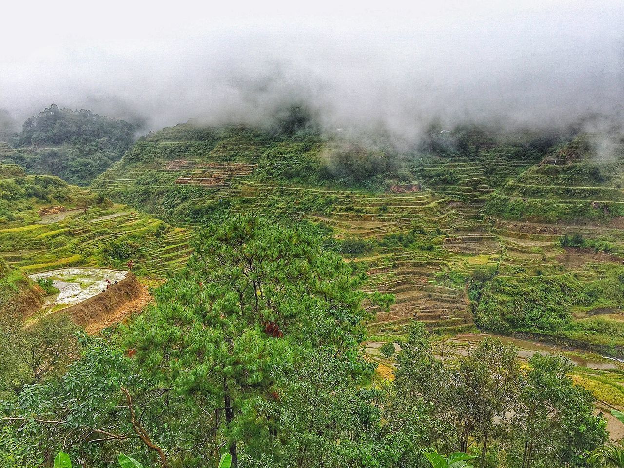 grass, fog, green color, weather, nature, tranquility, field, foggy, high angle view, tranquil scene, beauty in nature, landscape, growth, grassy, day, plant, scenics, outdoors, no people, non-urban scene