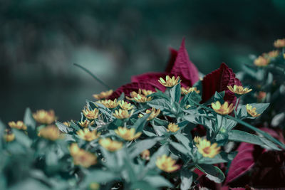 Close-up of red flowering plant