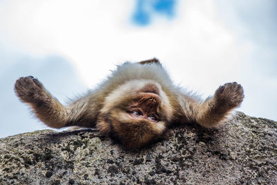 Low angle view of monkey on wall against sky